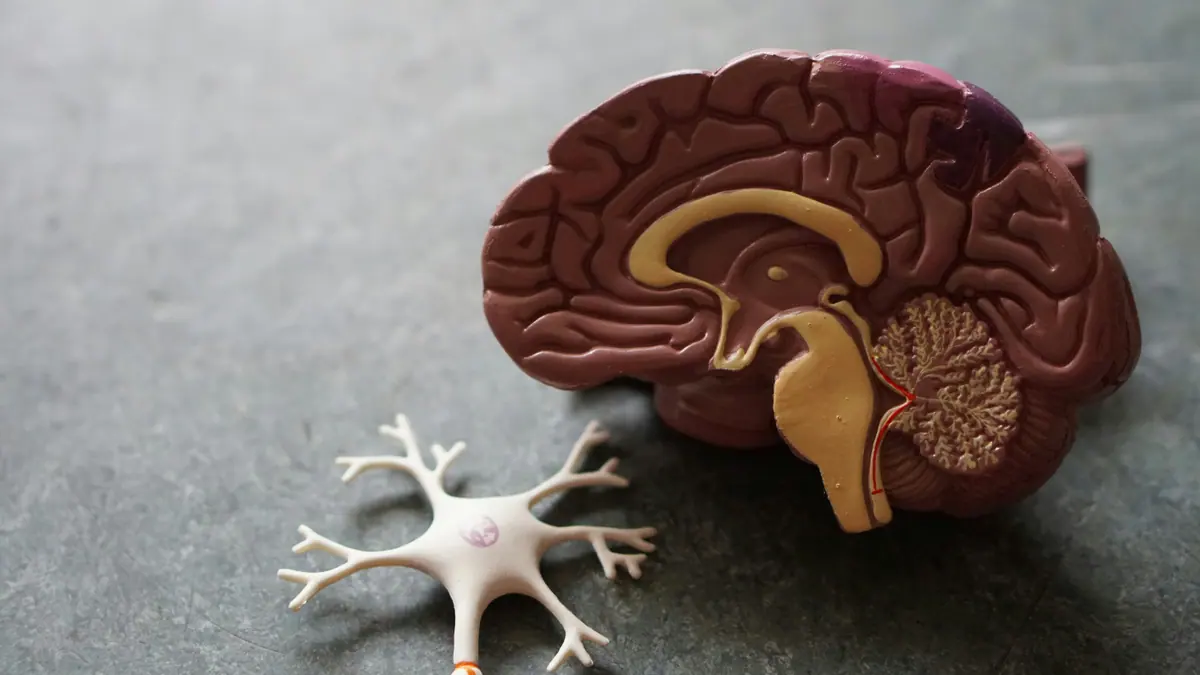 Modelo anatómico del cerebro utilizado en una evaluación especializada